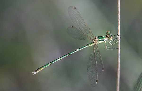 Lestes barbarus