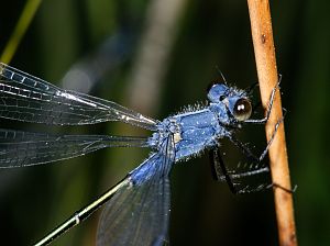 Lestes macrostigma