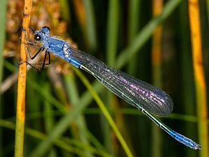 Lestes macrostigma