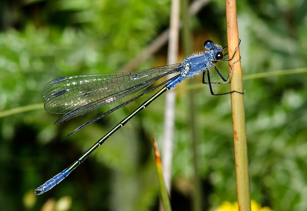 Lestes macrostigma