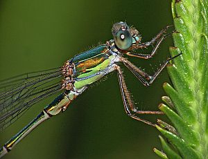 Chalcolestes viridis