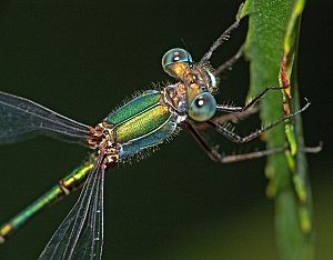 Chalcolestes viridis