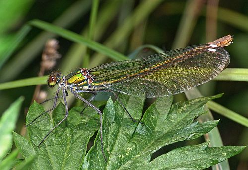 Chalcolestes viridis