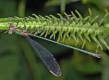 Lestes viridis