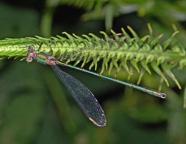 Chalcolestes viridis