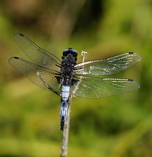 Libellula depressa