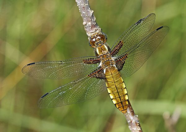 Libellula depressa