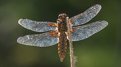 Libellula depressa