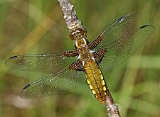 Libellula depressa