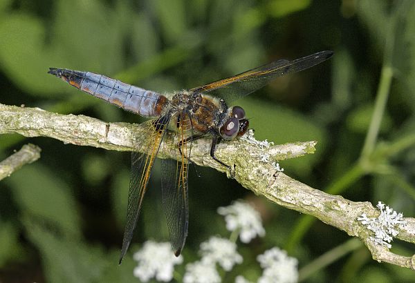 Libellula fulva M