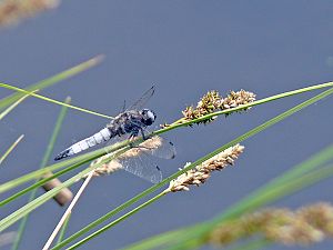 Libellula fulva