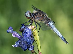 Libellula fulva