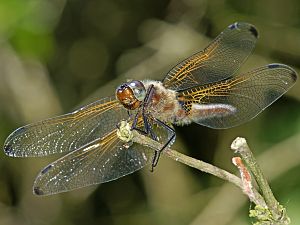 Libellula fulva