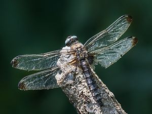 Libellula fulva