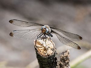 Libellula fulva