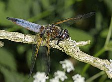 Libellula fulva