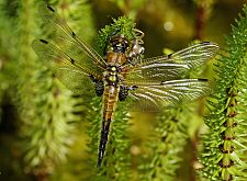 Libellula quadrimaculata