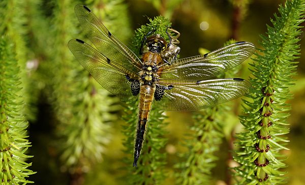 Libellula quadrimaculata