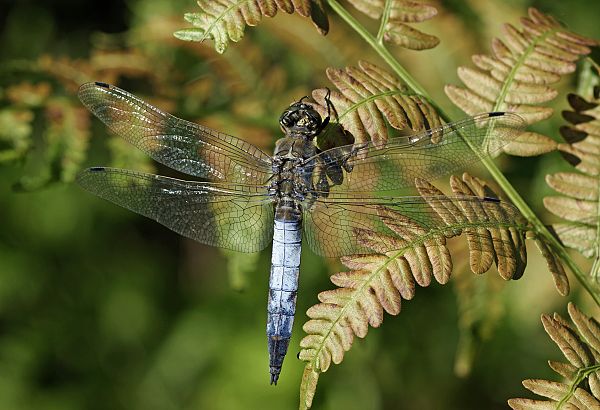 Orthetrum cancellatum M