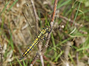 Orthetrum cancellatum W