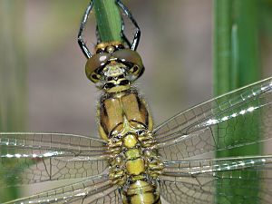 Orthetrum cancellatum W