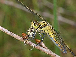 Orthetrum cancellatum W