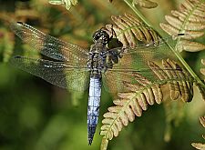 Orthetrum cancellatum