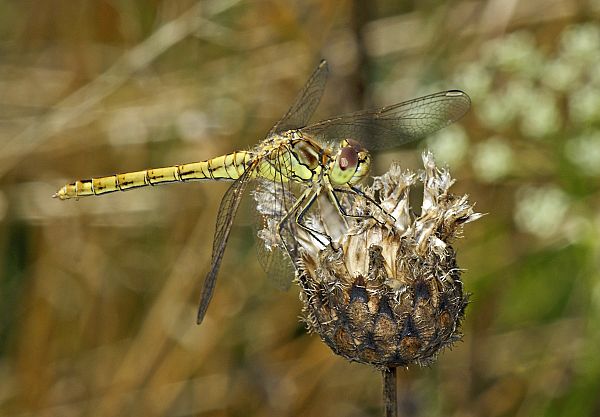 Orthetrum coerulescens W