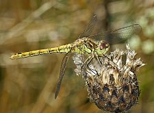 Orthetrum coerulescens