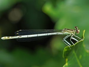 Platycnemis pennipes