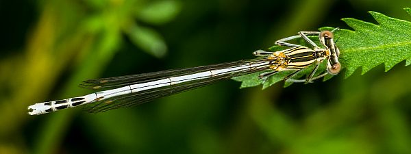 Platycnemis pennipes