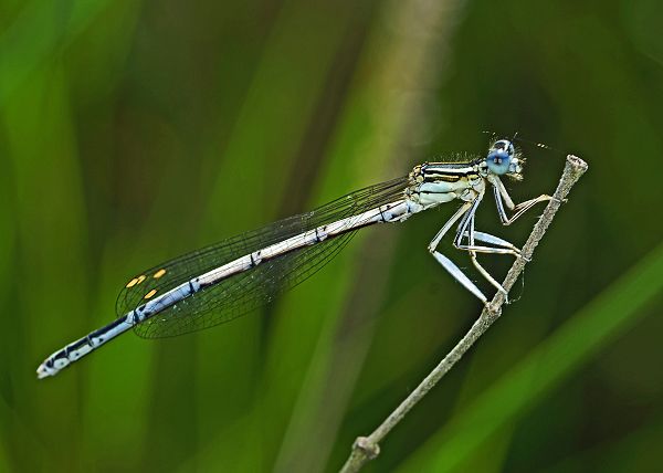 Platycnemis pennipes M