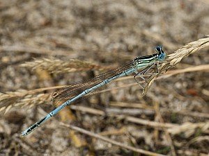 Platycnemis pennipes