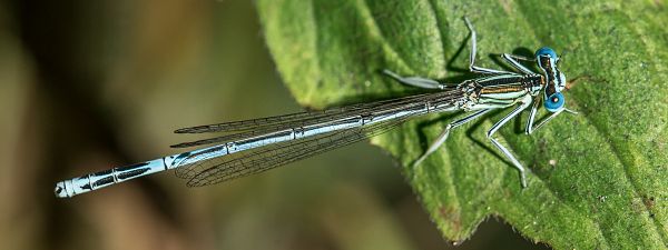 Platycnemis pennipes