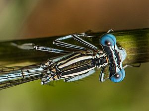 Platycnemis pennipes