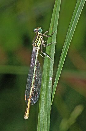 Platycnemis pennipes W