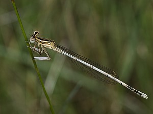 Platycnemis pennipes