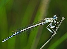 Platycnemis pennipes M