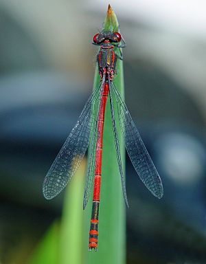 Pyrrhosoma nymphula