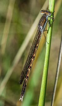 Sympecma fusca