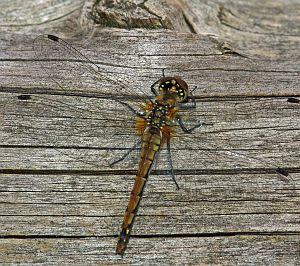 Sympetrum danae M