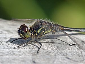 Sympetrum danae M