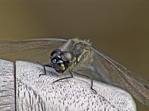 Sympetrum danae M