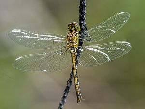 Sympetrum danae M