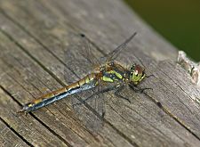 Sympetrum danae M