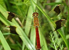 Sympetrum pedemontanum