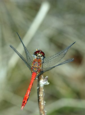 Sympetrum sanguineum M