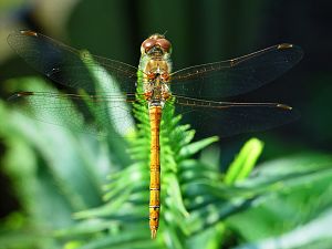 Sympetrum sanguineum M