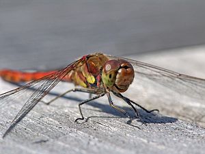 Sympetrum sanguineum M