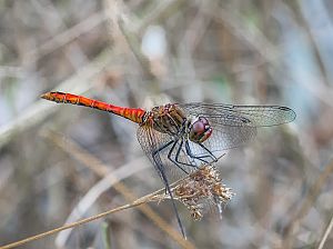 Sympetrum sanguineum M